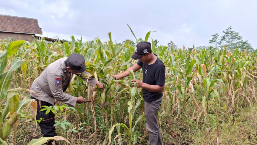 Dari Produksi hingga Penyaluran, Polisi Dukung Kelancaran Hasil Tani